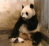 Panda se assusta